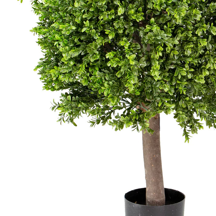 Boxwood Ball in Pot