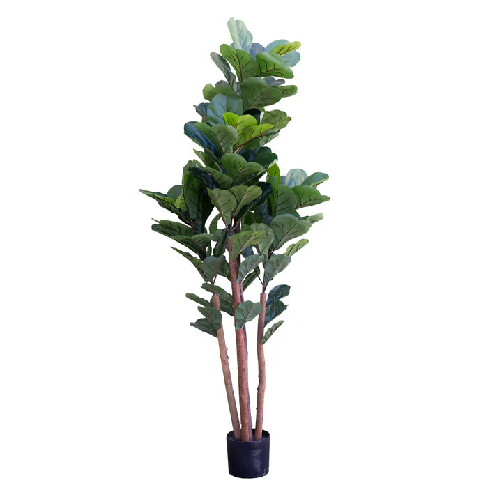 Fiddle Tree in Pot 180cm Artificial