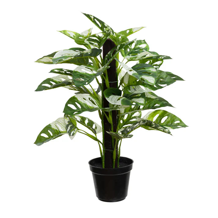 Monstera Adansonii on Pole 46cm Artificial plants