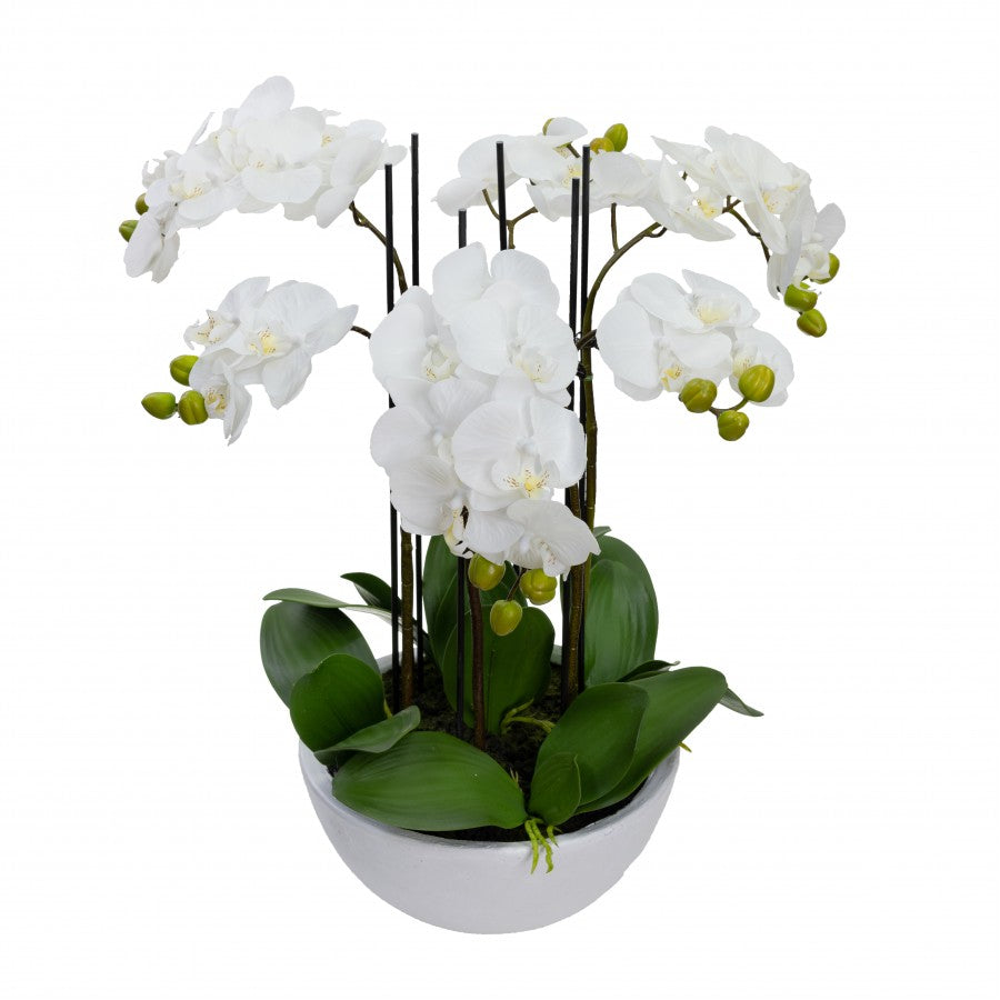 Orchid White In white Bowl 55cm Round