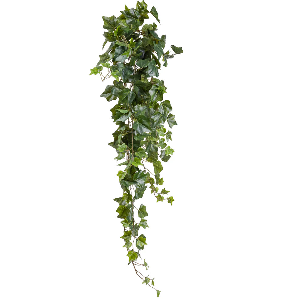 English Ivy Hanging Bush (90cm)