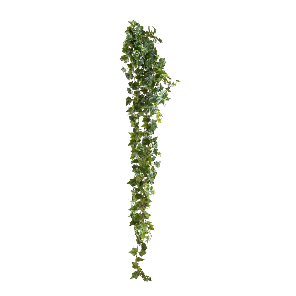 English Ivy Hanging Bush (175cm)