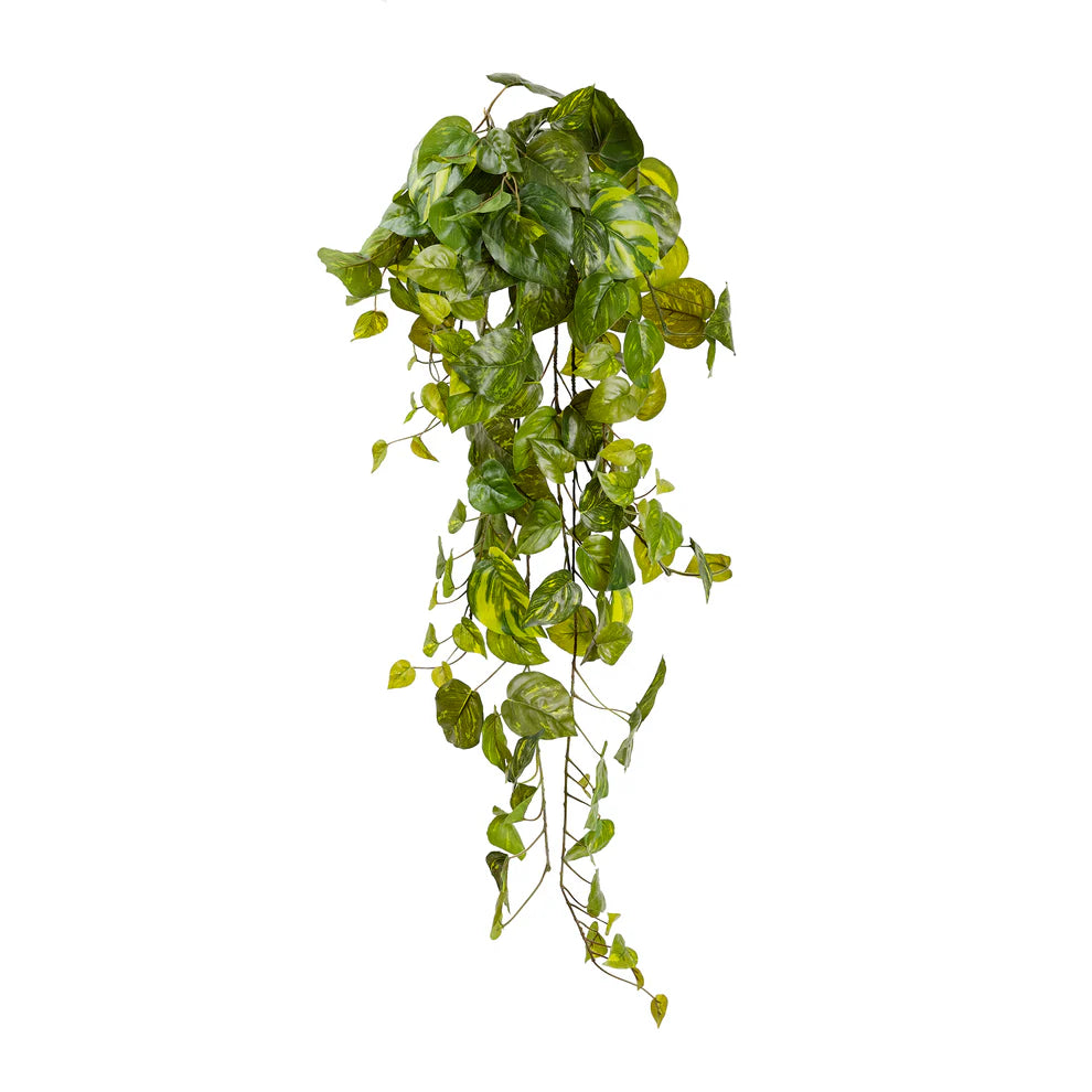 Pothos Hanging Bush 100cm
