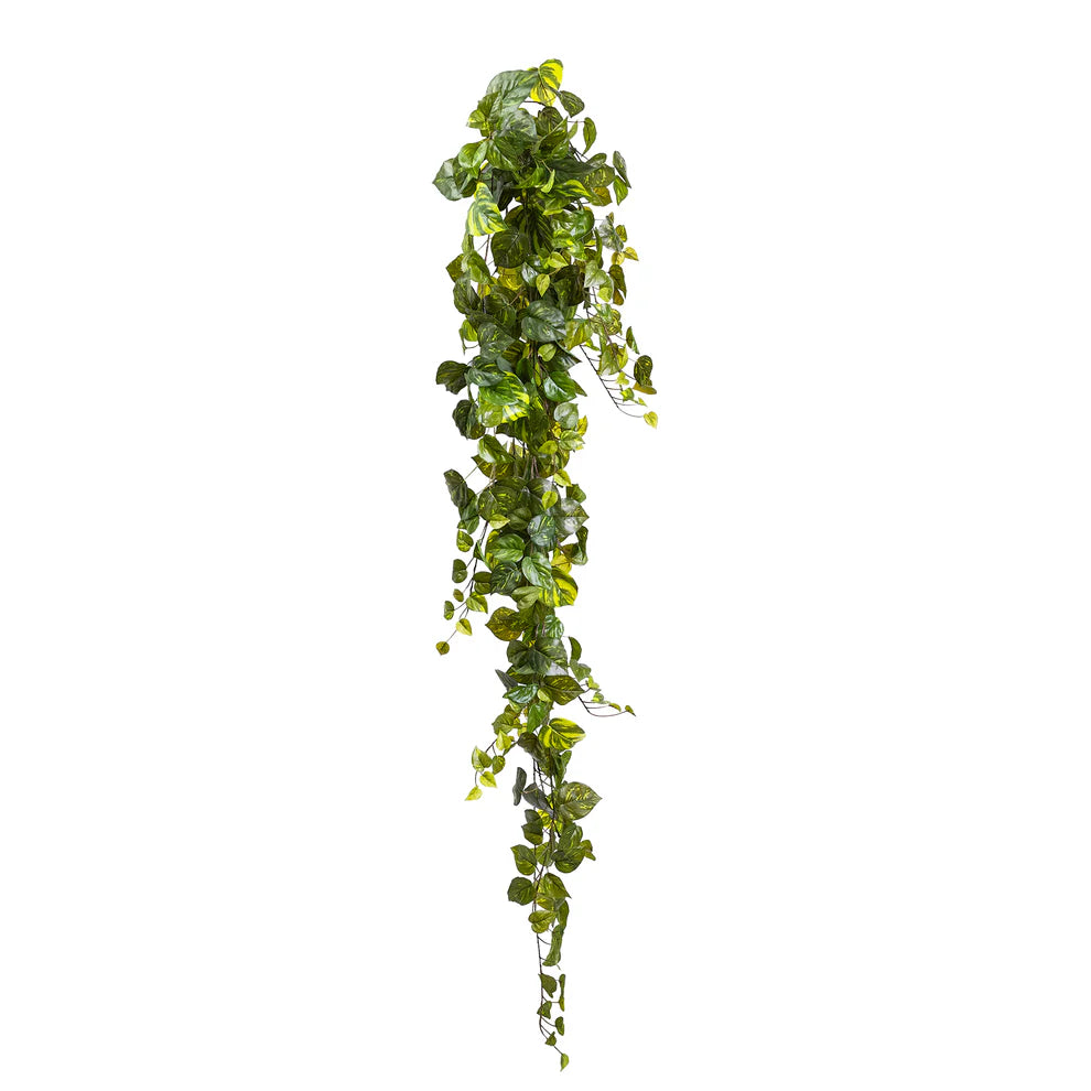 Pothos Hanging Bush 180cm