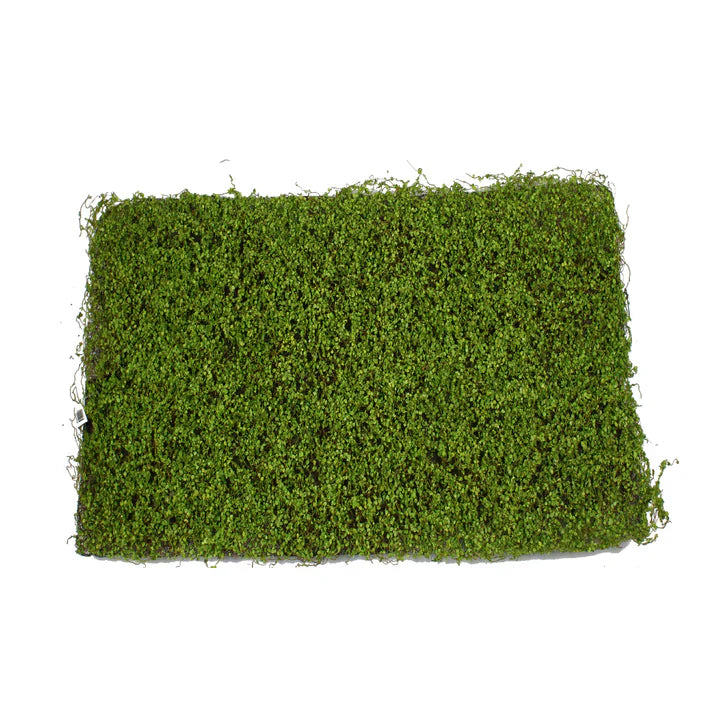 Boxwood Mat