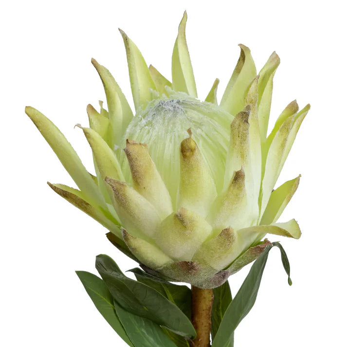 Queen Protea 72cm Artificial