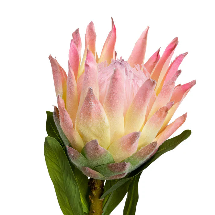 Queen Protea 72cm Artificial
