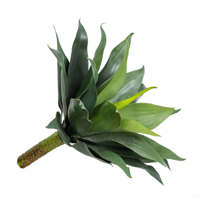 Agave bush Large