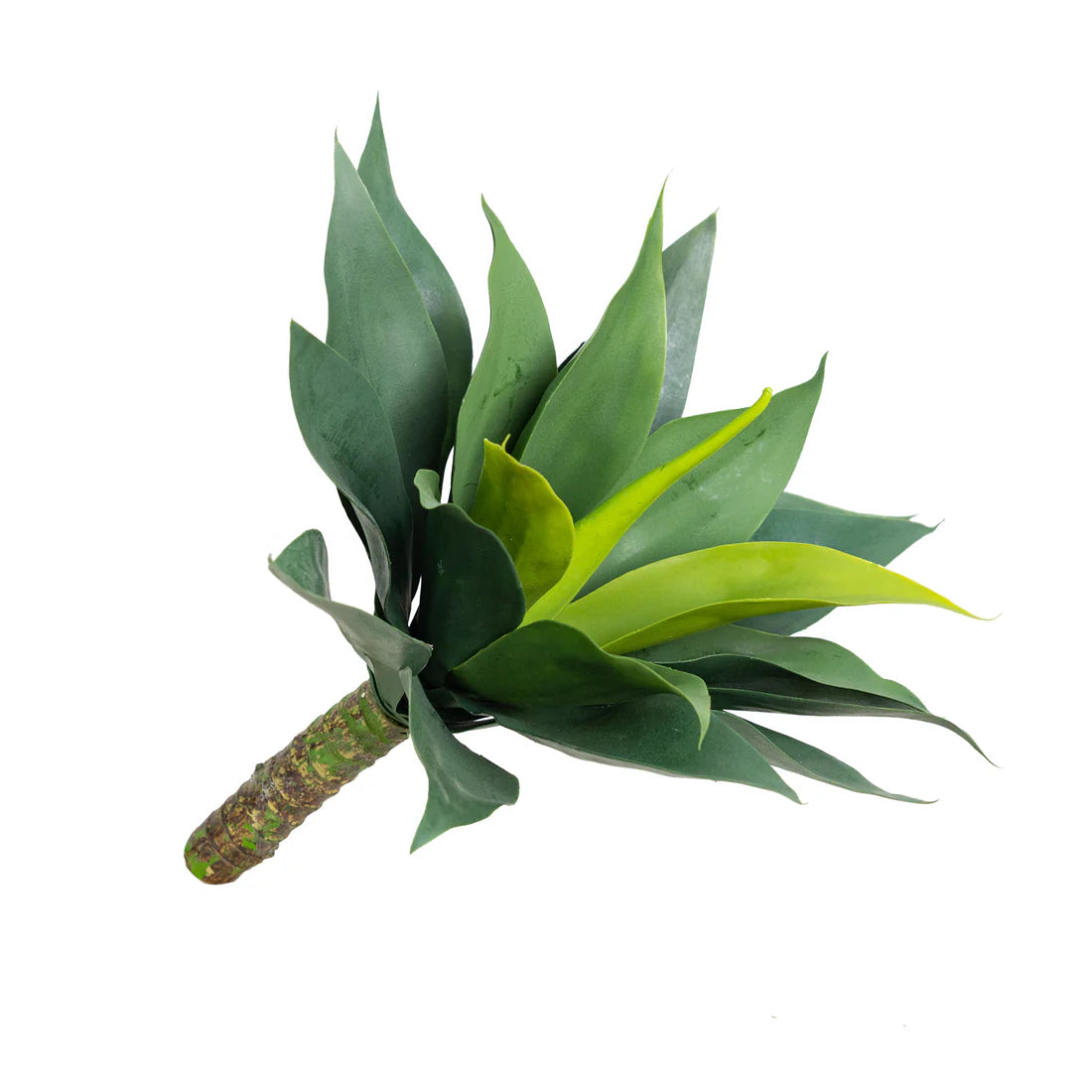 Agave bush Medium