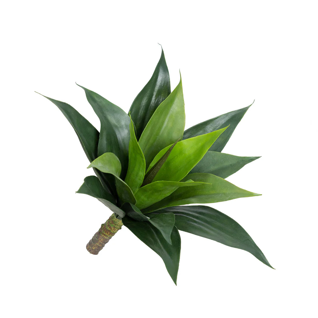 Agave bush Small