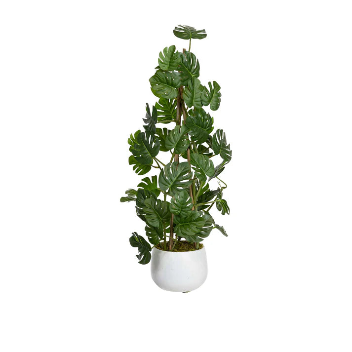 Climbing Sellum Philo in Pot
