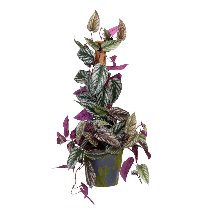 68CM CISSUS PLANT ON POLE