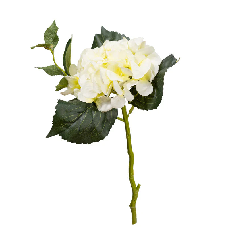 Small Hydrangea with Leaf