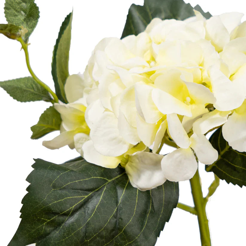 Small Hydrangea with Leaf