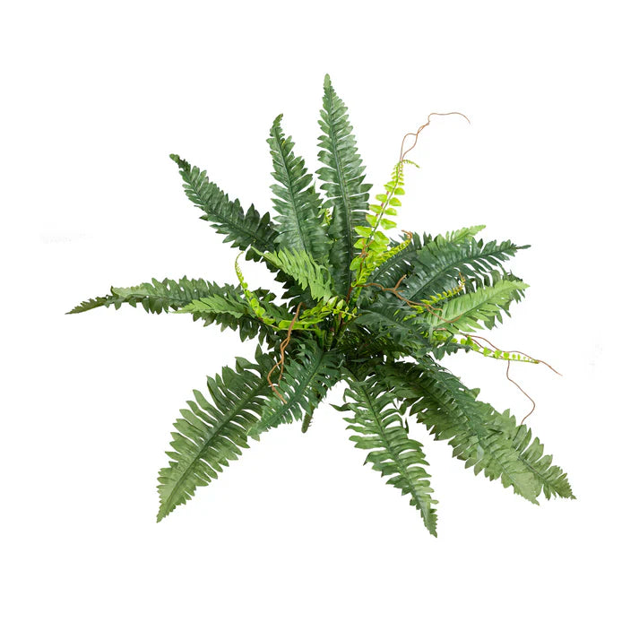 Boston Fern Bush