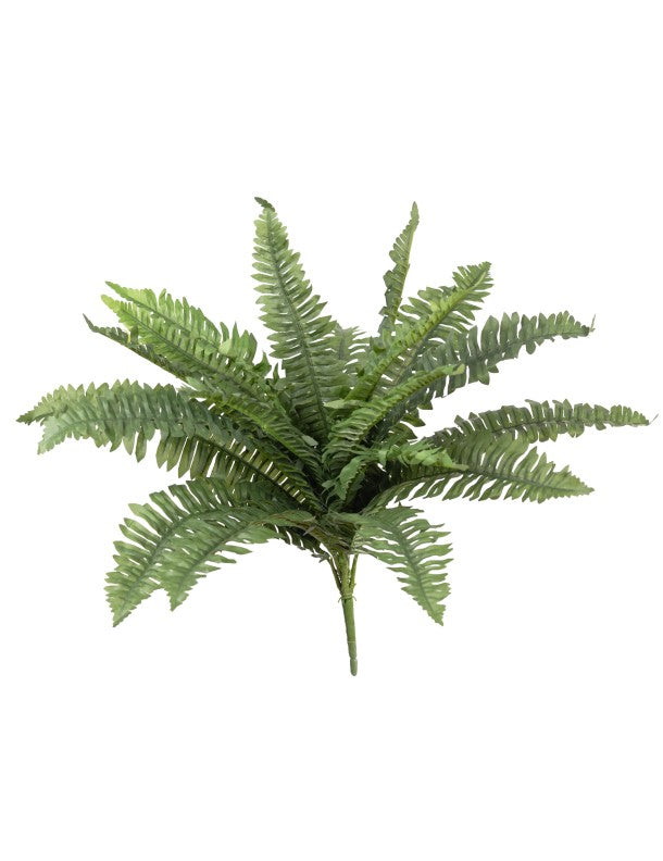 Boston Fern Bush