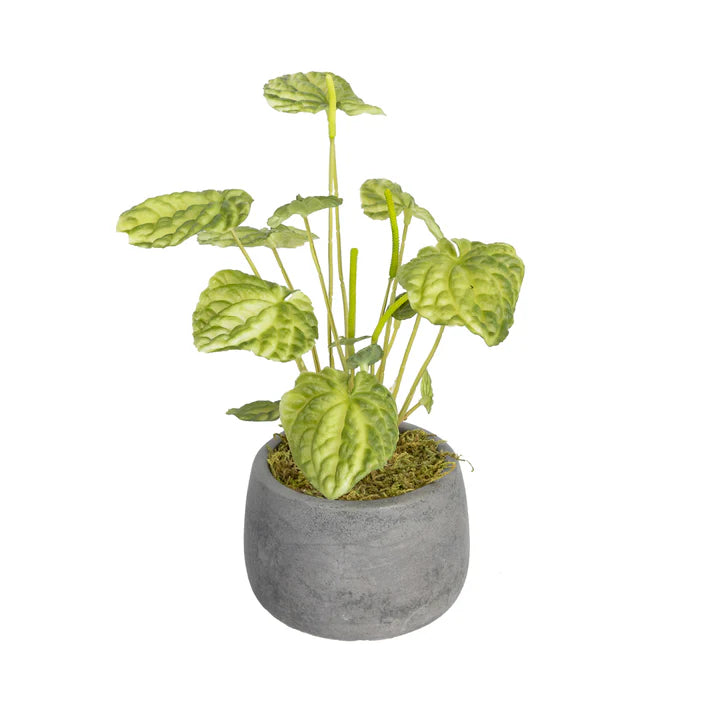 Glamorous Fusion Begonia Bush in Pot - Artificial Flower Arrangements and Artificial Plants
